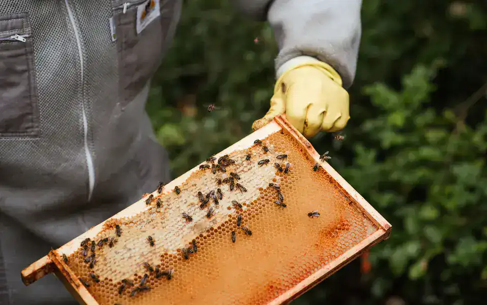 Honey Bazzar - project preview